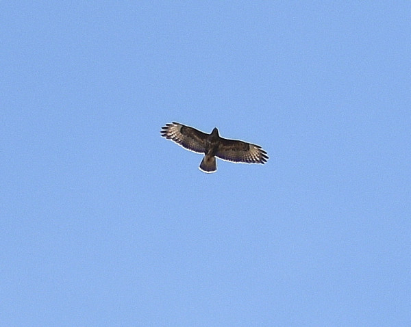 Hawk1