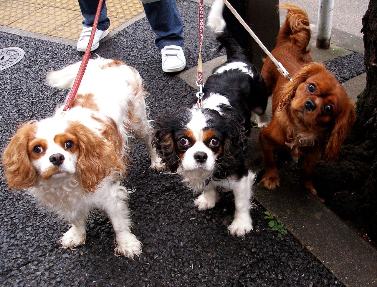 Cavalier King Charles Spaniel trio.jpg