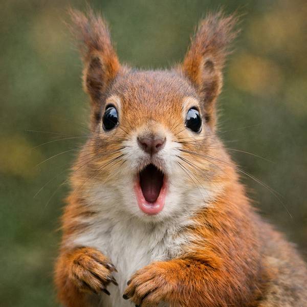 Удивлённая белка
